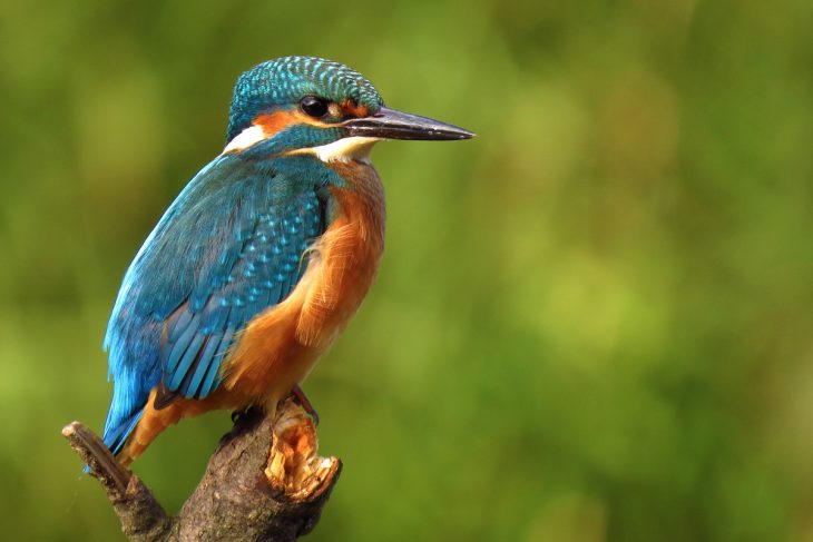 Common Kingfisher